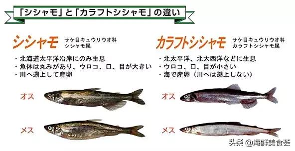 适合用来烧烤的海鱼,适合烧烤的海鱼品种