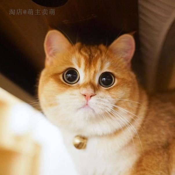 2021最火猫咪,2020年最火的猫咪