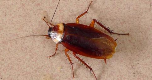 卫师傅的灭蟑产品采用的是动物蛋白