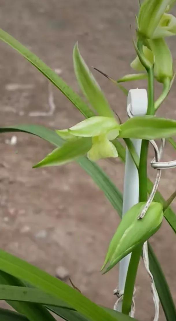 *博兰**会上，一盆兰花以30万元价格现场成交，大佬：买主好眼力