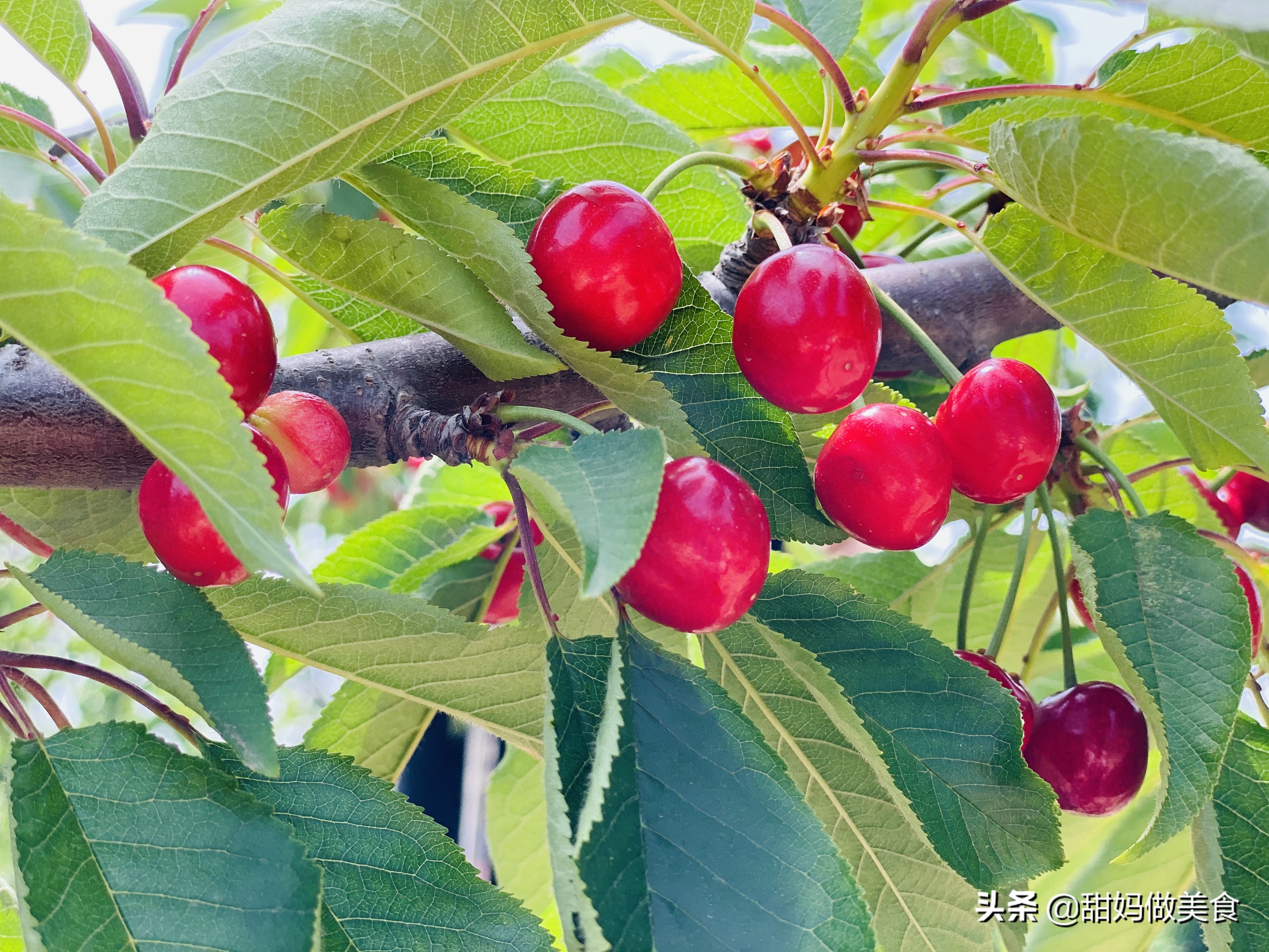 5月采摘季可别忘了它，铁含量是苹果的20倍，营养不比车厘子差