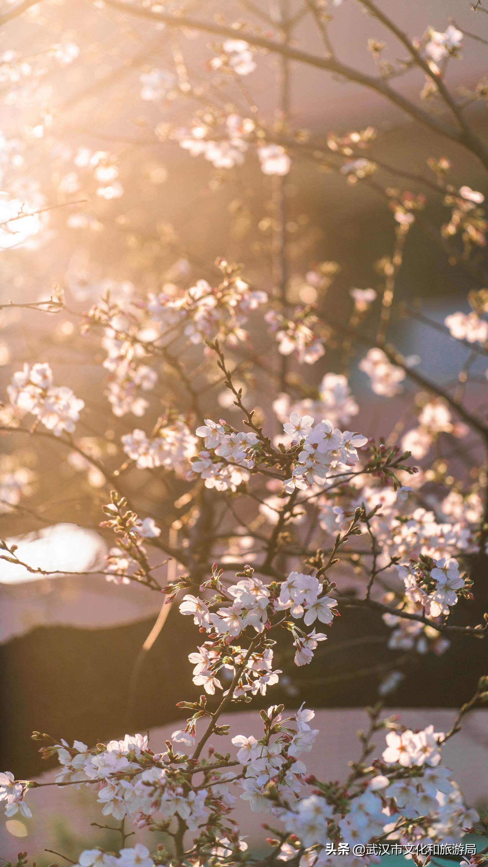 武汉东湖樱花门票,武汉看樱花的景点
