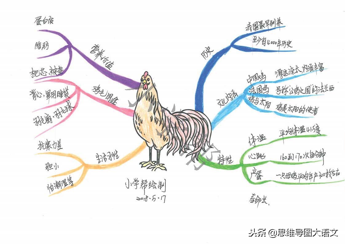 思维导图十二生肖文化知识,十二生肖思维导图并标上动物单词