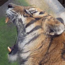 东北虎下山进村伤人老虎被鹅咬,东北虎下山进村伤人最后怎么样了