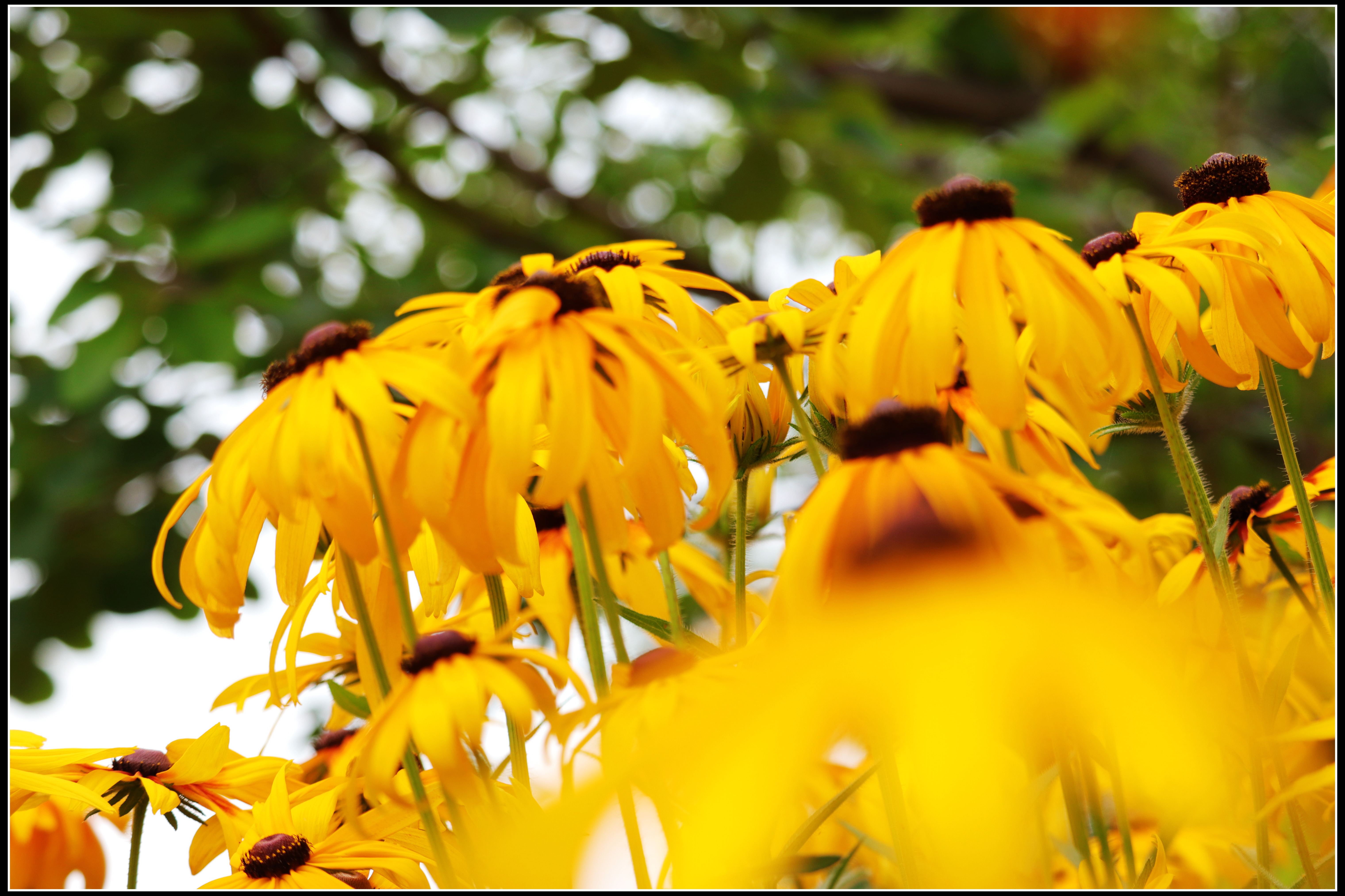 这种花便宜还好养活,5种坑人的花
