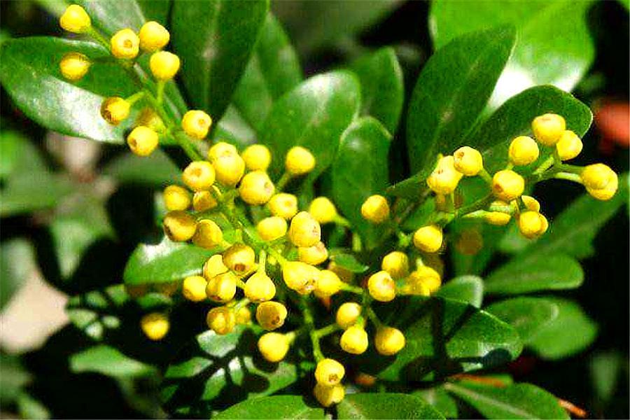 米兰花怎么快速养高大,新手养米兰花的正确方法