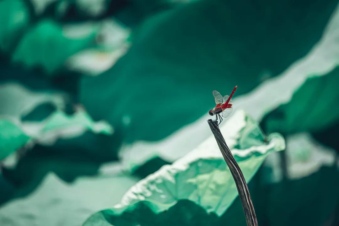 观福建农林大学的荷！赏尽一池清趣