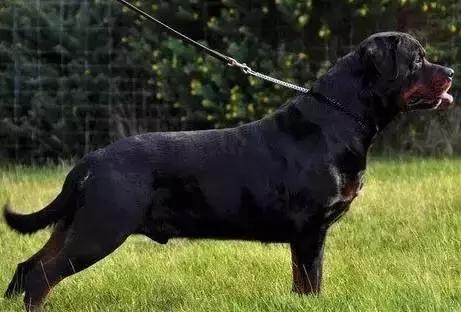 最忠诚又可爱的狗狗十大排名,狗狗忠诚十大排名