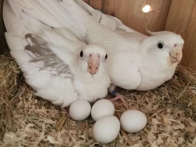 玄凤鹦鹉常见10个品种图鉴,能说话的玄凤鹦鹉品种大全