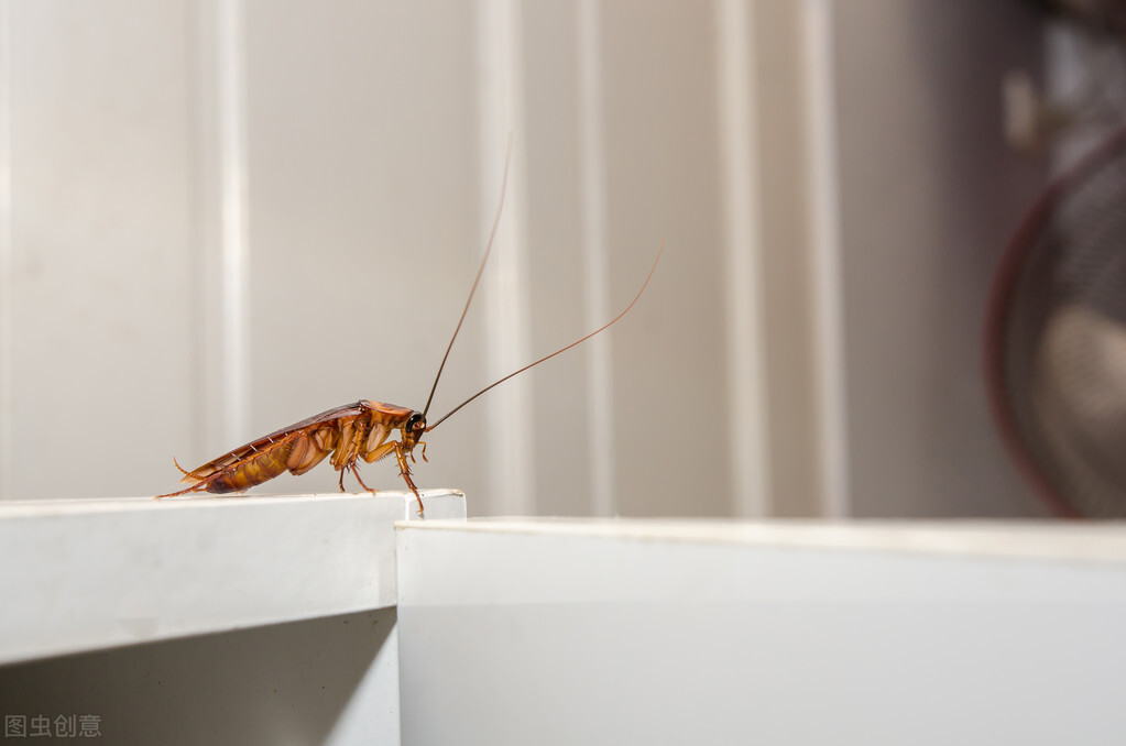 自制蟑螂克星轻松消灭家里蟑螂,家里最近有蟑螂怎么能彻底消灭