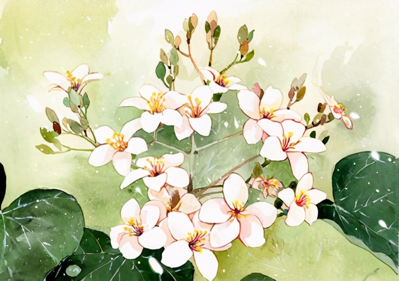 三春归处繁花尽，桐花半落饯春行——守护春天的飘零，桐花的深情