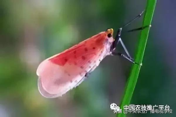 农业害虫分类大全,农业害虫分类及杀虫剂