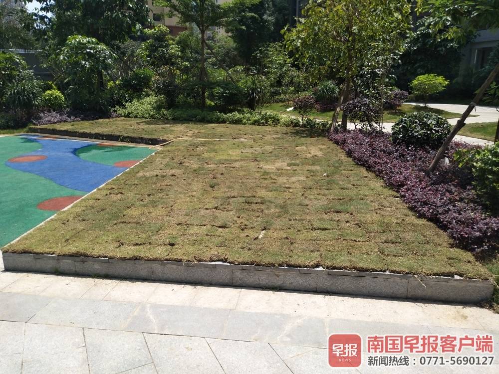 开发商地砖上种草皮被质疑突击,开发商原有的绿化被业委会乱种