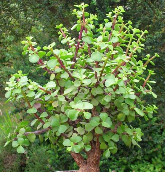 剪个花枝就能开花的植物,枝条就能存活的盆栽植物