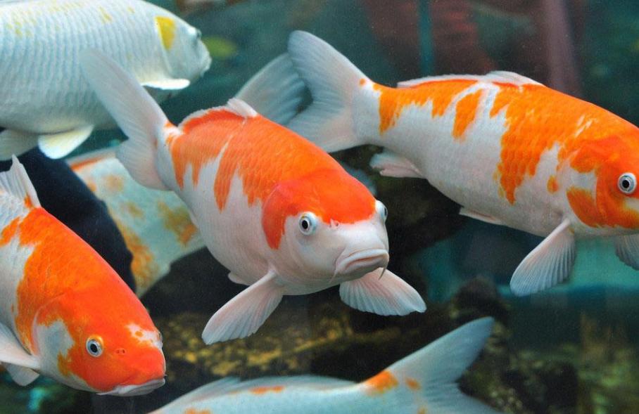 庭院鱼池的最佳位置如何布局,庭院鱼池是深的好还是浅的好