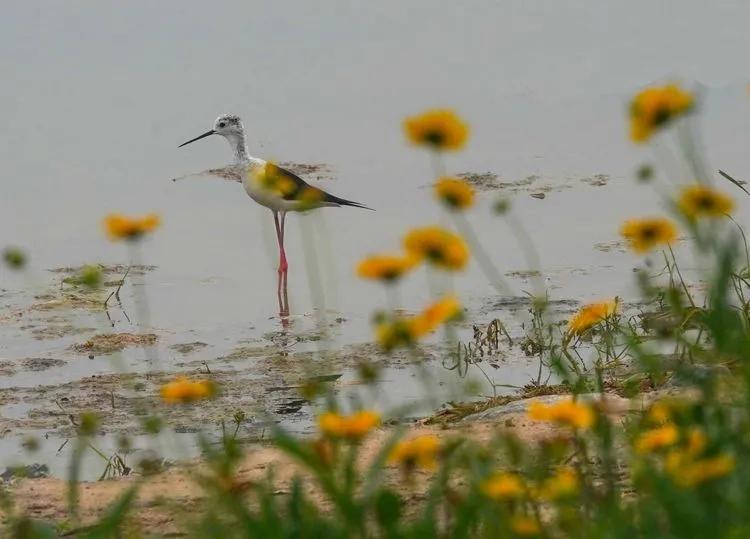 儿童乐园绿心公园,绿心公园儿童游乐区最新视频
