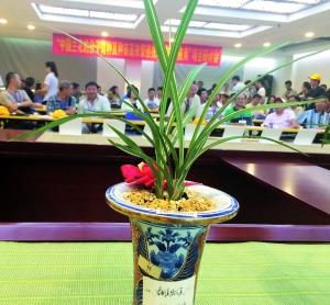 艺兰价格多少一盆,艺草艺兰