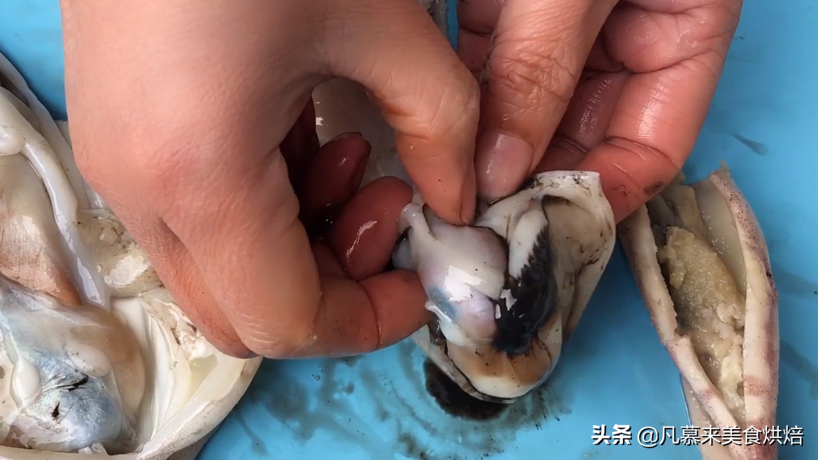 八爪鱼鱿鱼墨鱼海兔哪种好吃,鱿鱼海兔墨鱼八爪鱼区别