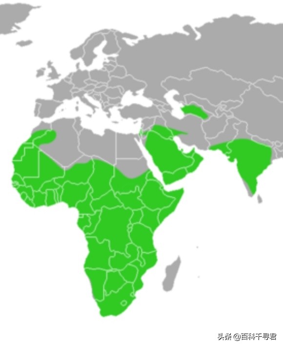 蜜獾的生存能力真有那么强吗,蜜獾为何无所畏惧