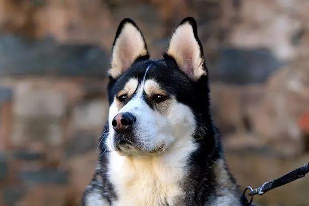 哈士奇救了小镇的10000人…没错，二哈也能当英雄