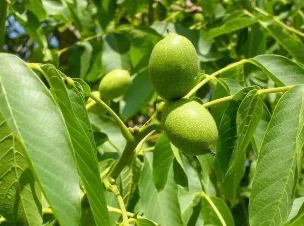 核桃越放浆越能结吗,核桃放浆的最佳时间