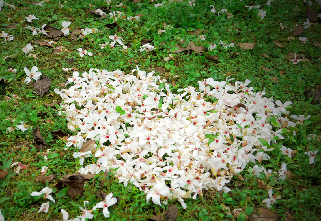 油桐开花,油桐花的花语情窦初开