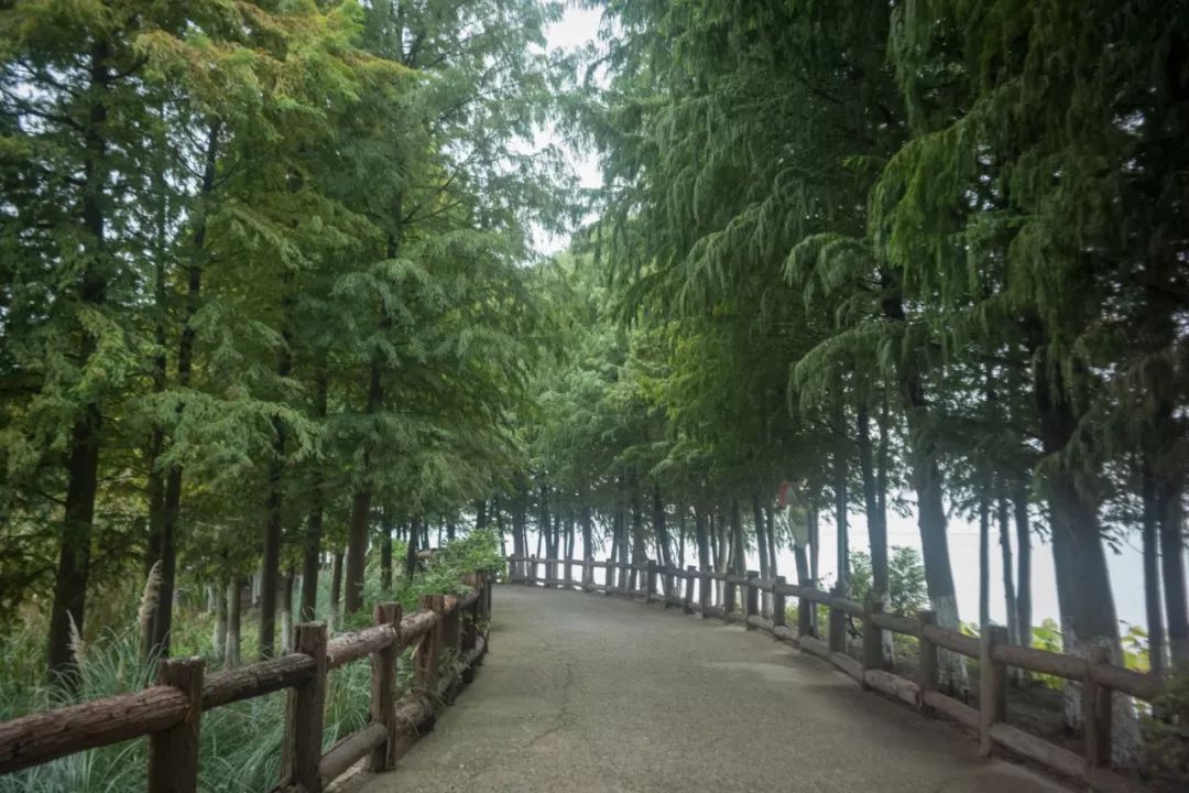 阳澄湖大闸蟹真正吃蟹的季节到了,阳澄湖吃大闸蟹最好的季节