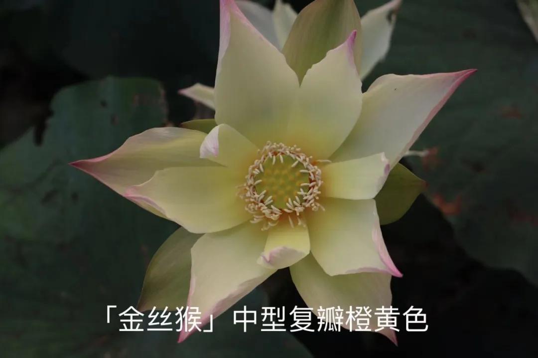 碗莲跟睡莲哪个适合鱼缸养鱼,睡莲和碗莲哪个适合在水缸养