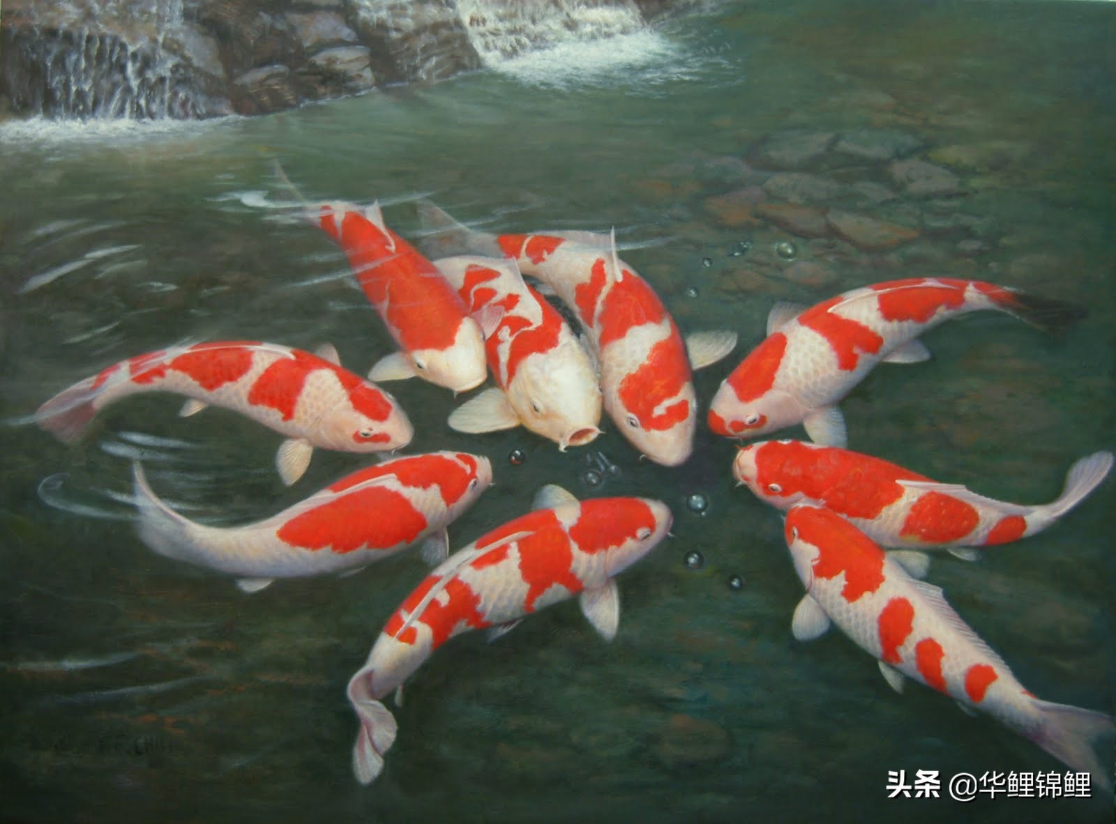 锦鲤鱼的价格为什么差距这么大,锦鲤鱼帆布池大型饲养能不能赚钱