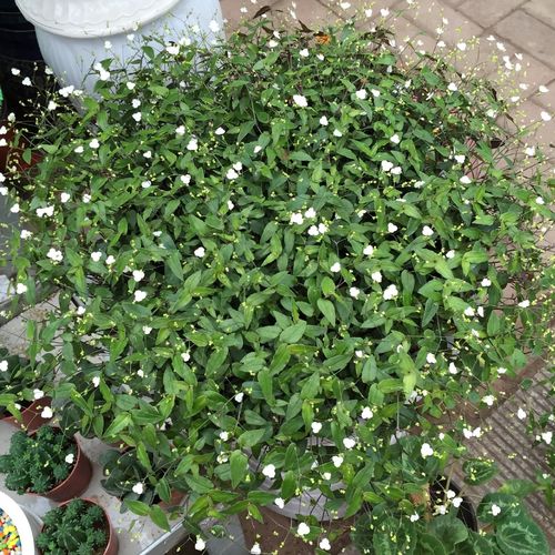 吊兰花卉的种类图片及名称,好看的吊兰植物图片及名称