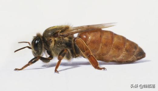 蜂群不产雄蜂起王台是什么情况,失王群工蜂争相产卵为何介入蜂王