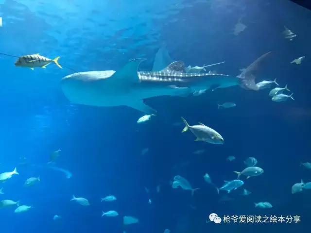 暑假珠海长隆两日一夜亲子游,珠海长隆海洋王国亲子游北极熊