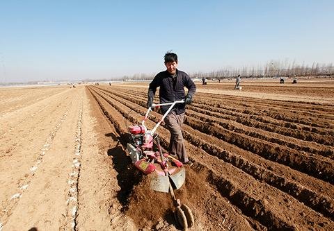 马铃薯种植方案,马铃薯种植方案大全