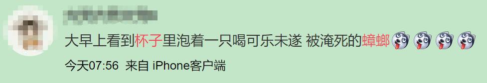 南方蟑螂和北方蟑螂对比恶搞,南方大蟑螂吓哭北方人