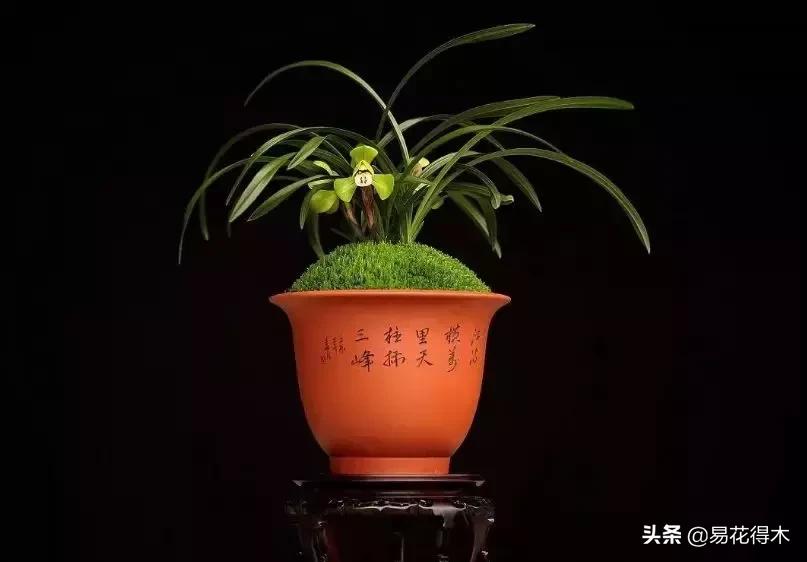 春兰荷瓣几大名品,春兰环球荷鼎和大富贵的区别