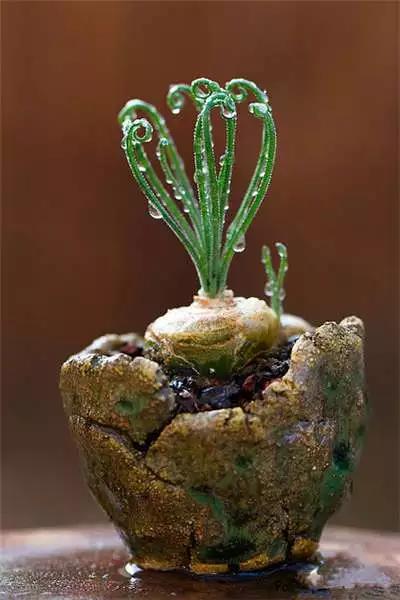 多肉大师手绘花盆,多肉顶级玩家