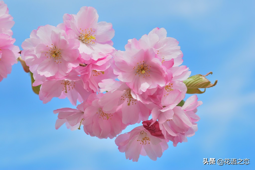 唯美的樱花花语,樱花落英缤纷拍摄技巧