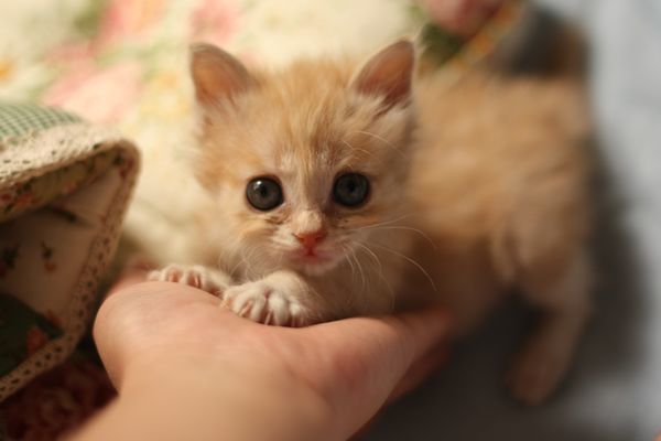 猫咪便便太臭的几个根本原因,猫咪的屎不怎么臭表示比较健康嘛