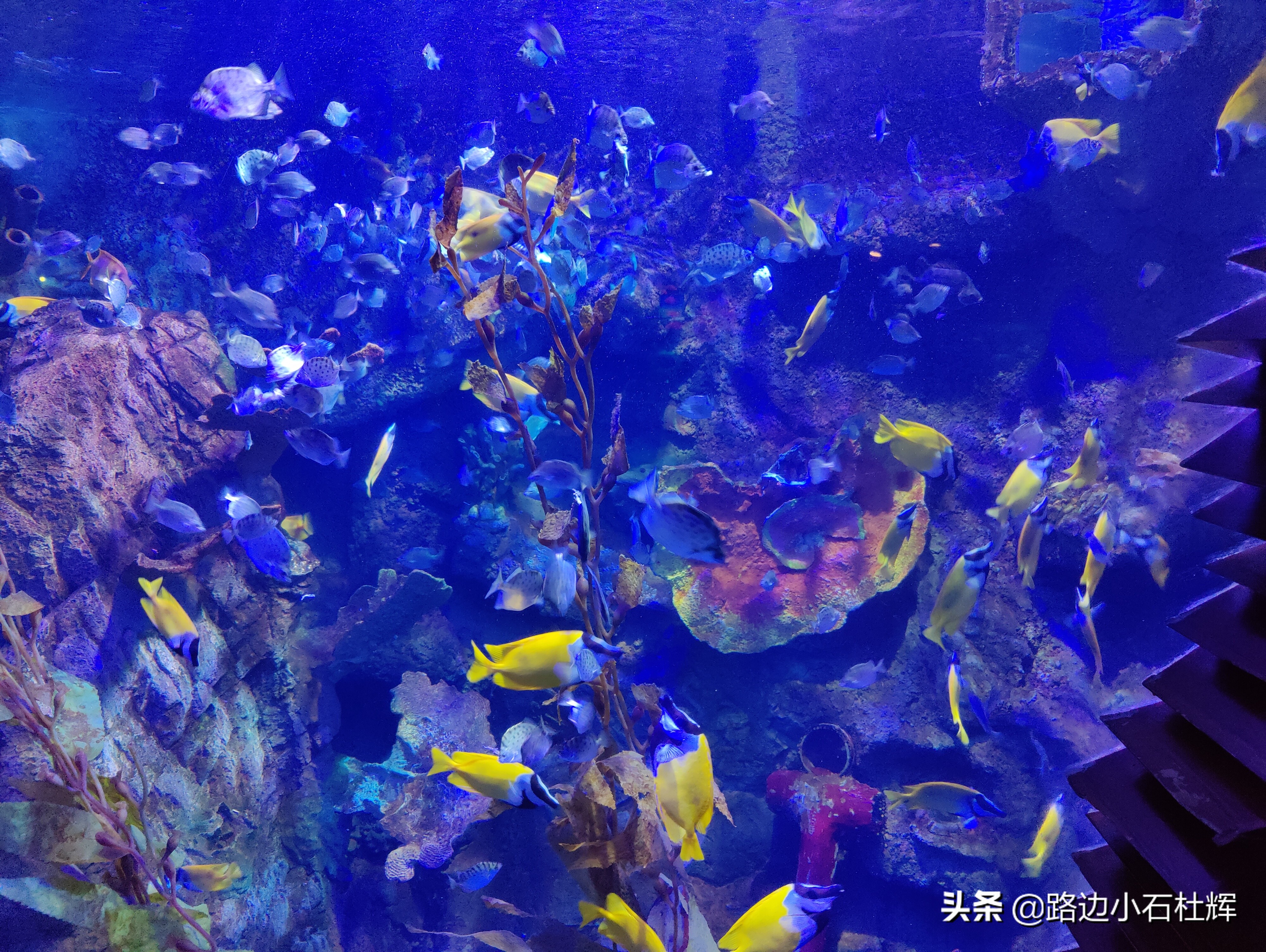 北京海洋馆旅游详细攻略,海洋馆北京海底世界游玩路线