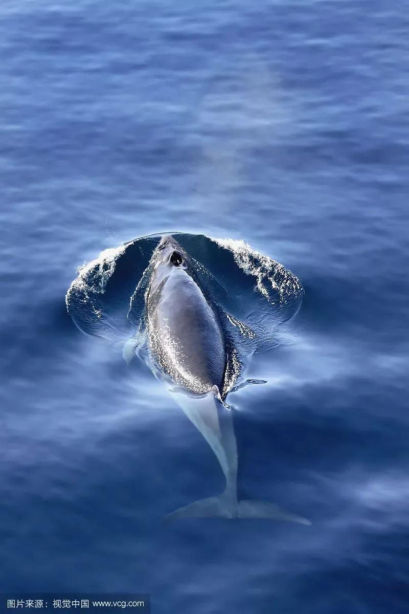 澶栨寕鐜勫够灏忚,澶栨寕鐭瘒灏忚