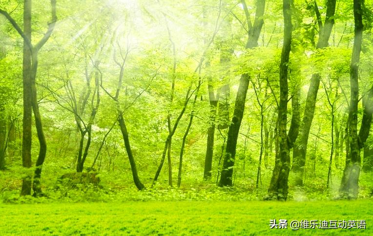 植树节的英文所有表达,植树节的英文短语