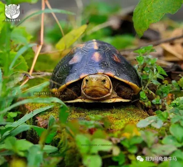 黄缘闭壳龟全集,黄缘闭壳龟和黄缘盒龟