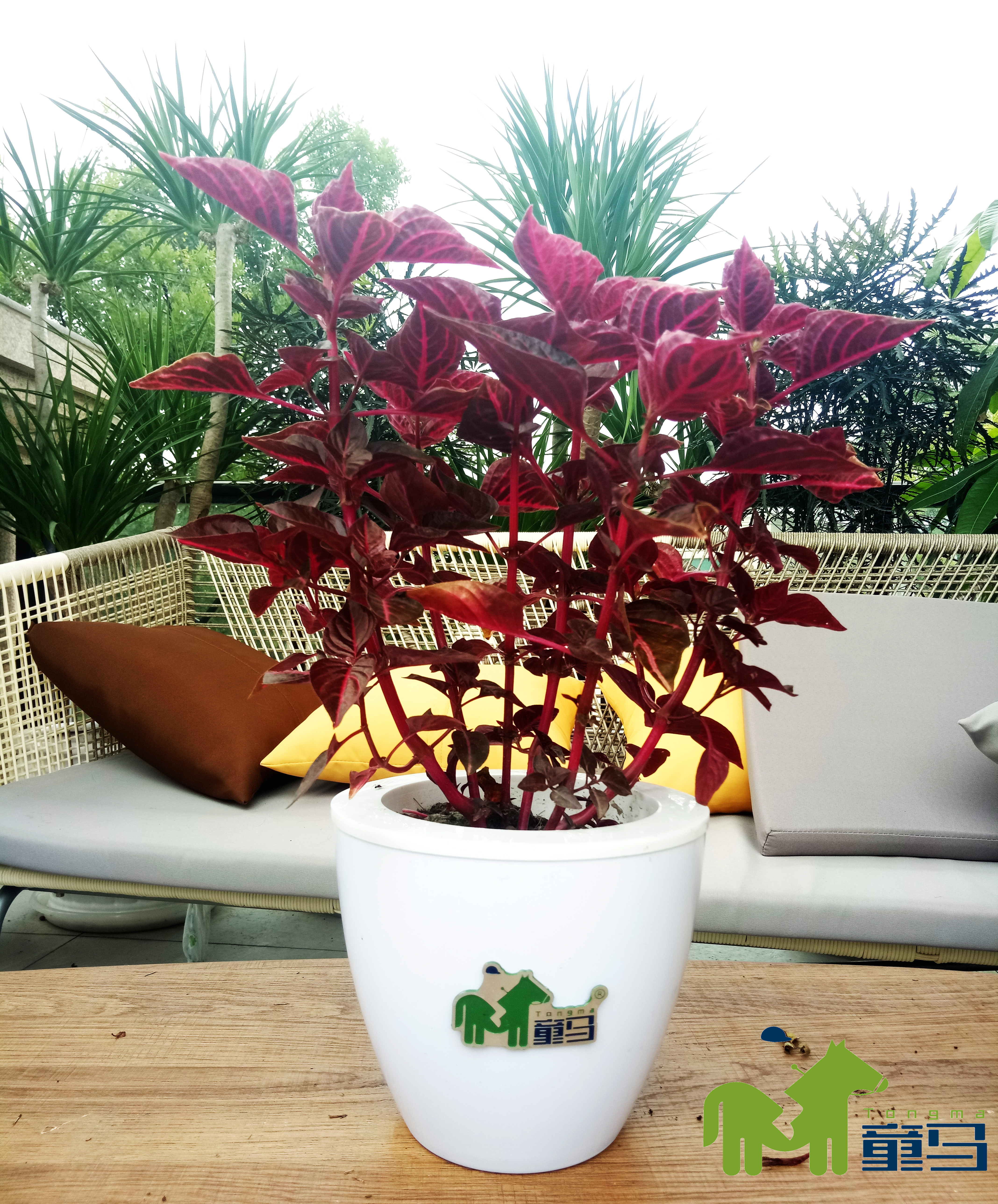 童马养殖方法和注意事项,童马植界沙漠玫瑰介绍