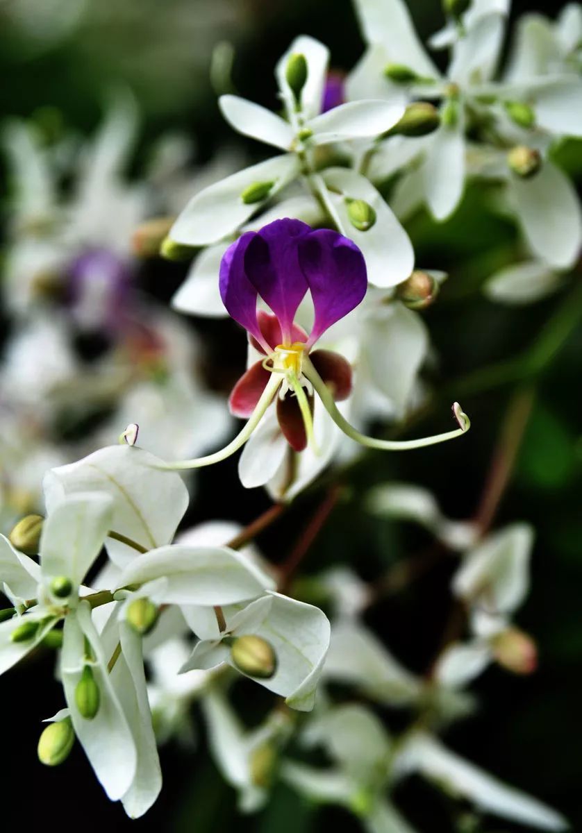 100种常见观叶植物图鉴史上最全,农村常见的100种植物