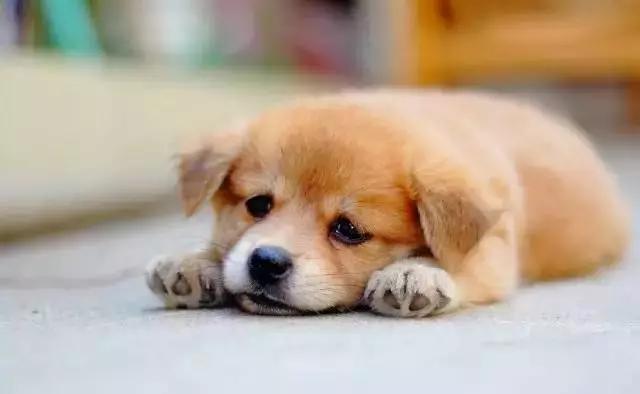 如何区分狗狗是什么犬品种,狗狗百科全书泰迪犬