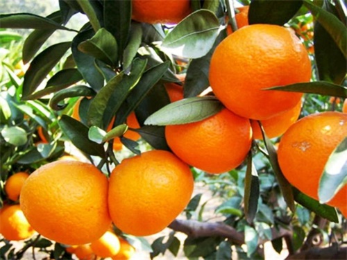 耙耙柑日本培育的吗,耙耙柑是凉性还是热性