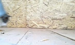 猫能被东西卡住动不了吗,猫好像被什么东西卡住一样