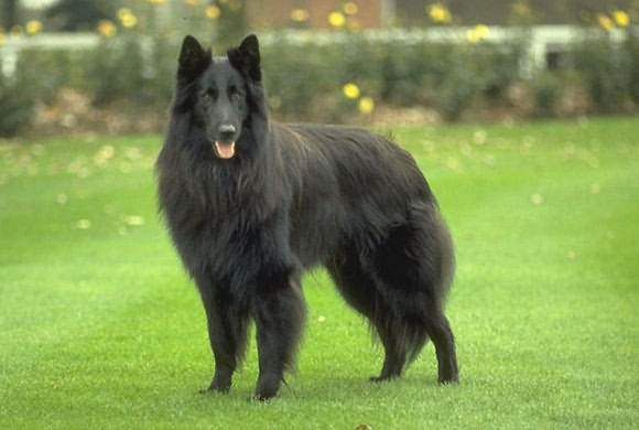 中国有什么名贵的狗,俄罗斯名贵狗价格