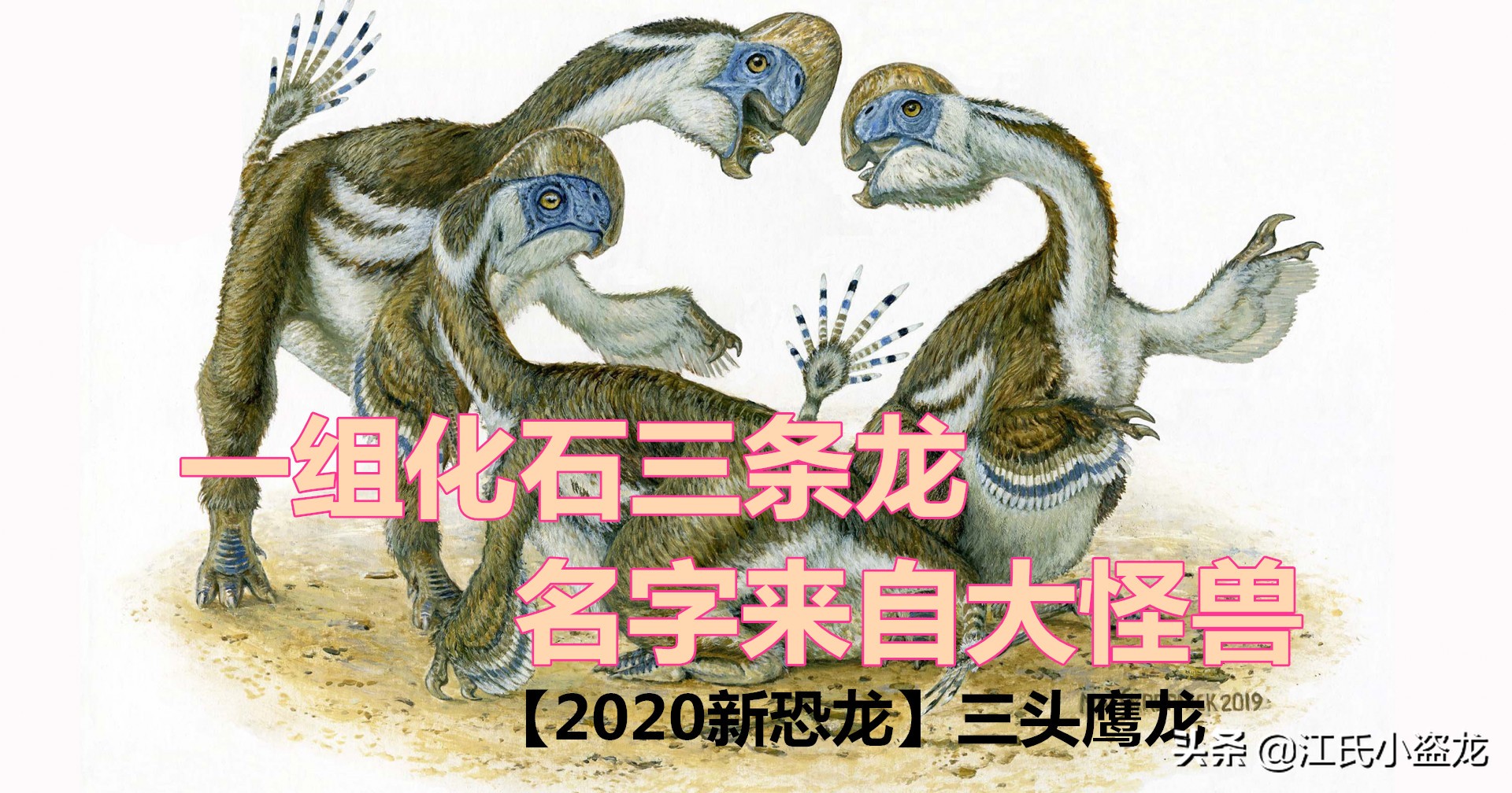 化石带有羽毛的恐龙到底是谁,随着化石而确定恐龙的样子