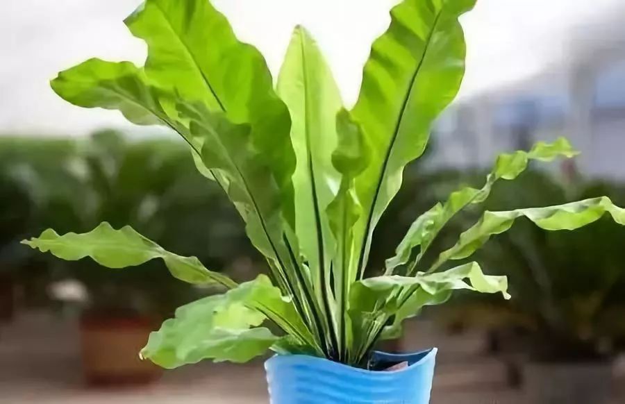 十大吸毒绿植排行榜,室内绿植吸毒王怎么养